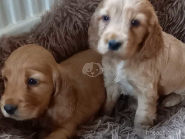 Show cocker pups for sale in Barnsley, South Yorkshire - Image 1