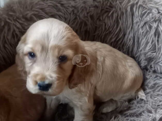 Cocker Spaniels for sale in Barnsley, South Yorkshire