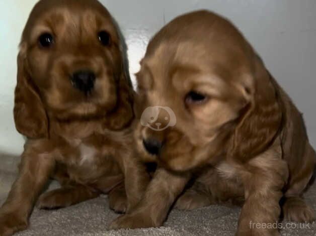 Cocker Spaniel Puppies for sale in South Yorkshire