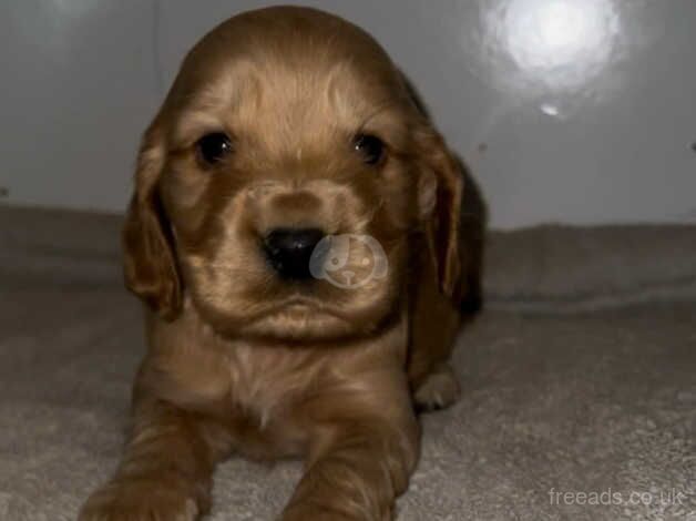 Cocker Spaniel Puppies for sale