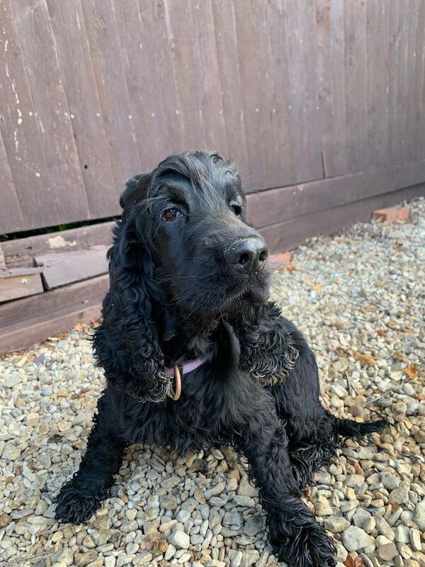 Show cocker spaniel for sale in Cricklade, Wiltshire