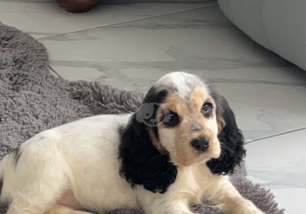 Show cocker spaniel girl for sale in Maidstone, Kent