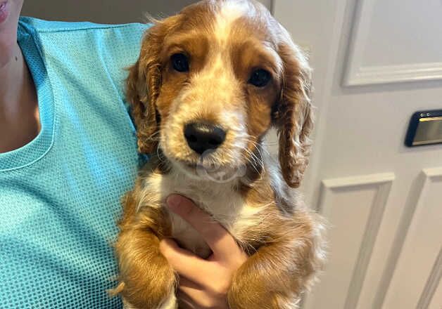 Show cocker spaniel girl puppy for sale in Swindon, Wiltshire