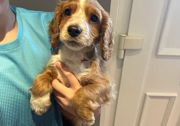 Cocker Spaniels for sale in Swindon, Wiltshire