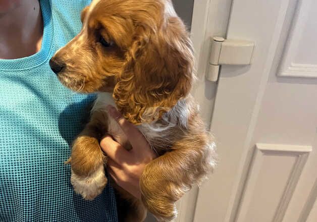 Show cocker spaniel girl puppy for sale in Swindon, Wiltshire - Image 3