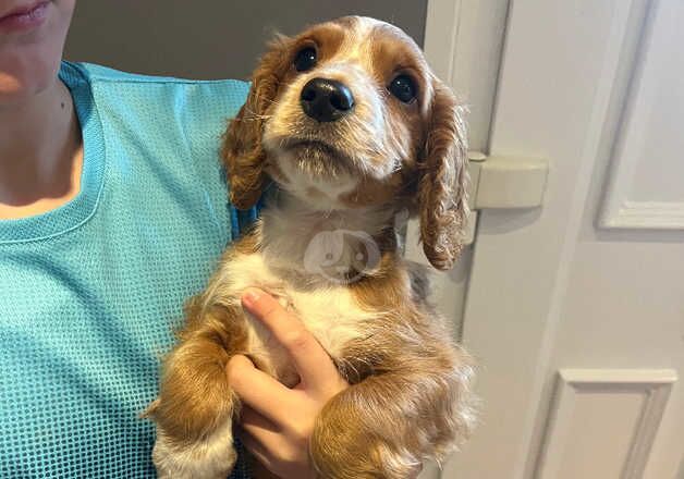 Show cocker spaniel girl puppy for sale in Swindon, Wiltshire - Image 4