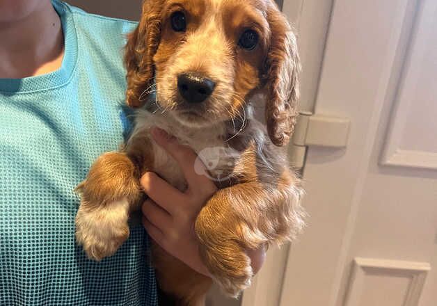 Show cocker spaniel girl puppy for sale in Swindon, Wiltshire - Image 5