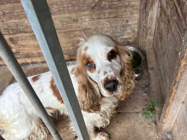 Show cocker spaniel for sale in Cullompton, Devon