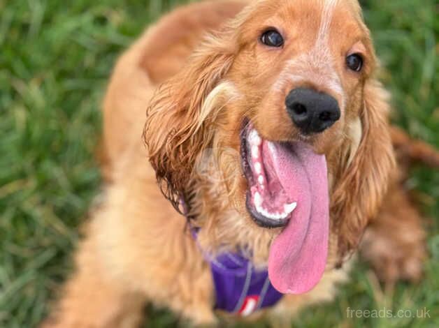 Show cocker spaniel for sale in Porthmadog, Gwynedd