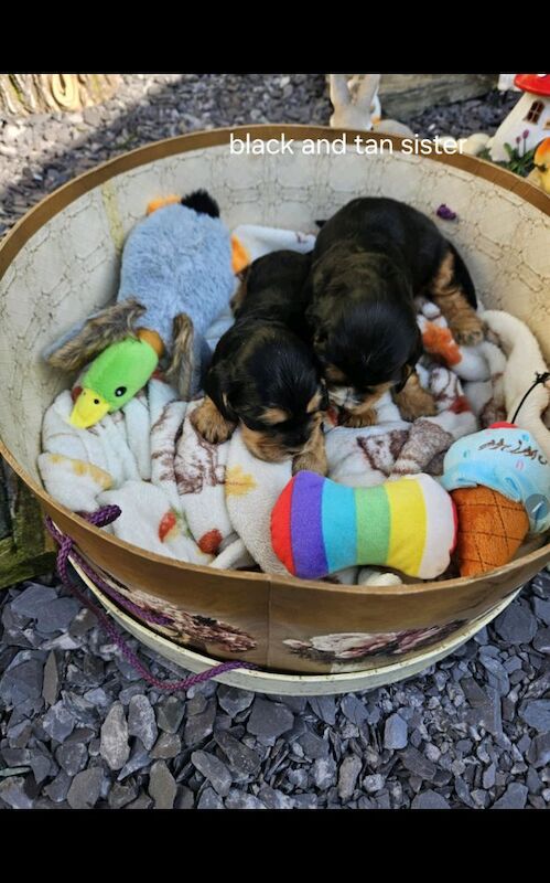 Show cocker spaniel KC registered for sale in YO19 4AE