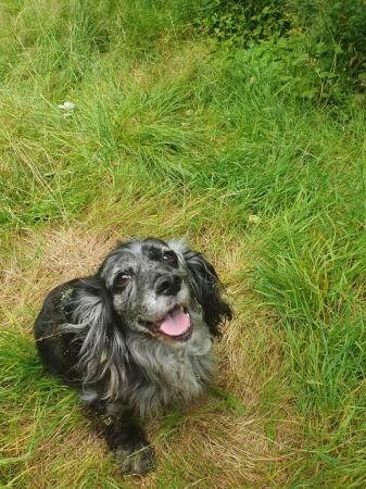 Show cocker spaniel looking for a new home for sale in North Watford, Hertfordshire - Image 1