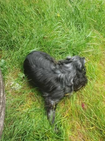 Show cocker spaniel looking for a new home for sale in North Watford, Hertfordshire - Image 2