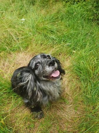 Show cocker spaniel looking for a new home for sale in North Watford, Hertfordshire - Image 3