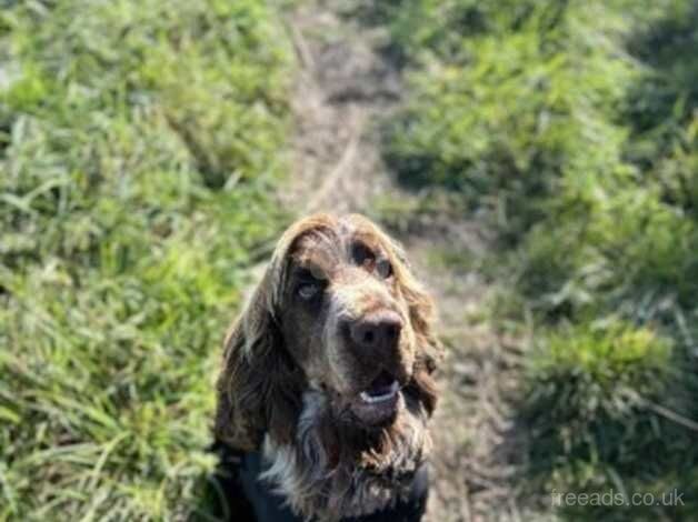 Show cocker spaniel looking for his forever home for sale in Doncaster, South Yorkshire