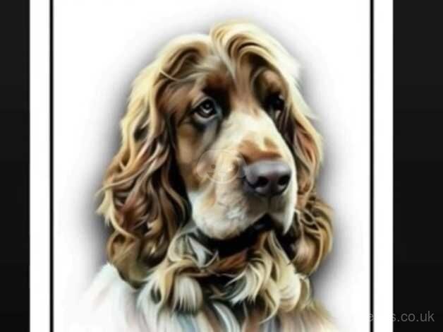 Show cocker spaniel looking for his forever home for sale in Doncaster, South Yorkshire - Image 2