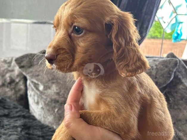 Show cocker spaniel pupies for sale in Walsall, West Midlands