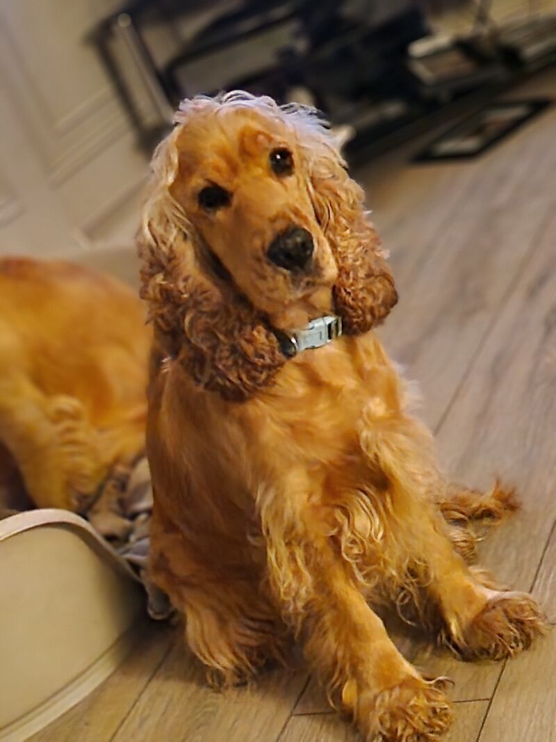 Show cocker spaniel puppies for sale in Nottinghamshire 