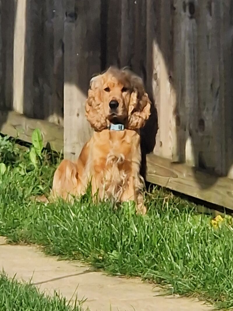 Cocker Spaniels for sale in Nottinghamshire 