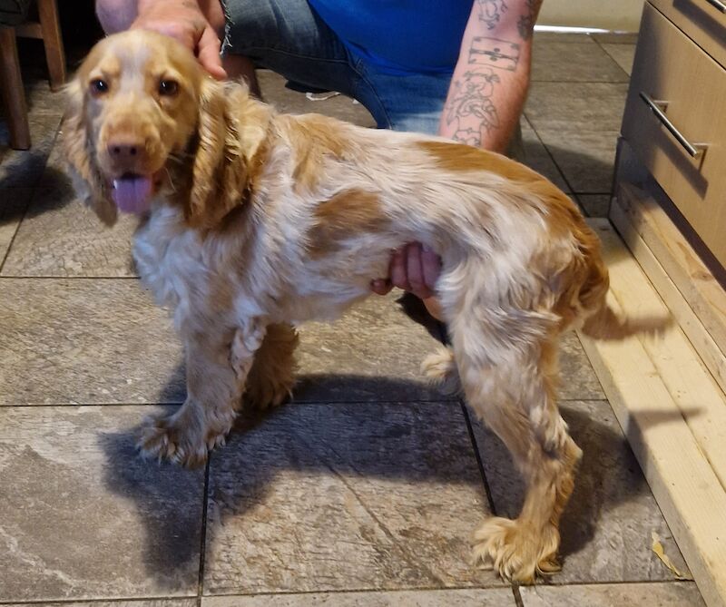 Cocker Spaniel Puppies for sale in Nottinghamshire 