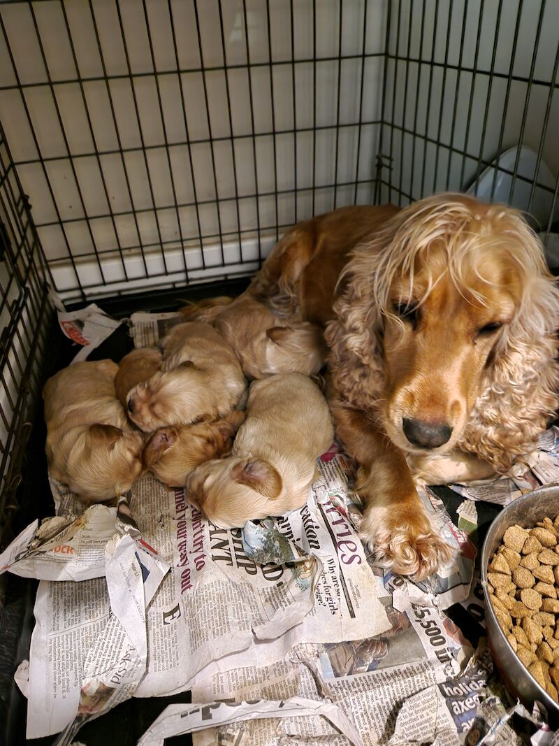 Show cocker spaniel puppies for sale in Nottinghamshire - Image 4