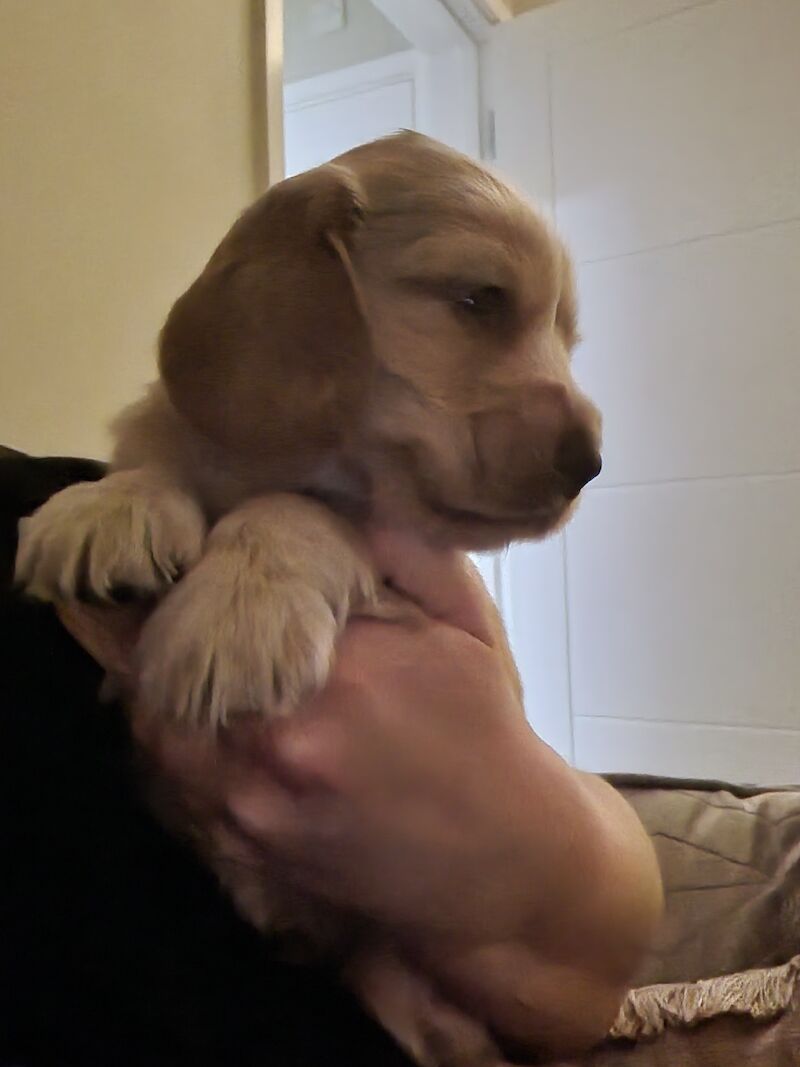 Show cocker spaniel puppies for sale in Nottinghamshire - Image 5