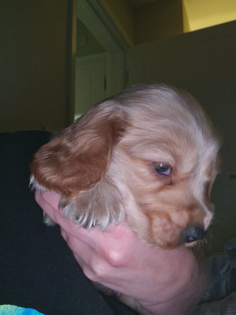 Show cocker spaniel puppies for sale in Nottinghamshire - Image 6