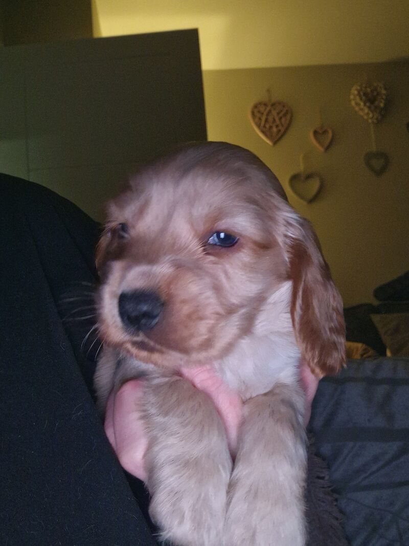 Show cocker spaniel puppies for sale in Nottinghamshire - Image 7