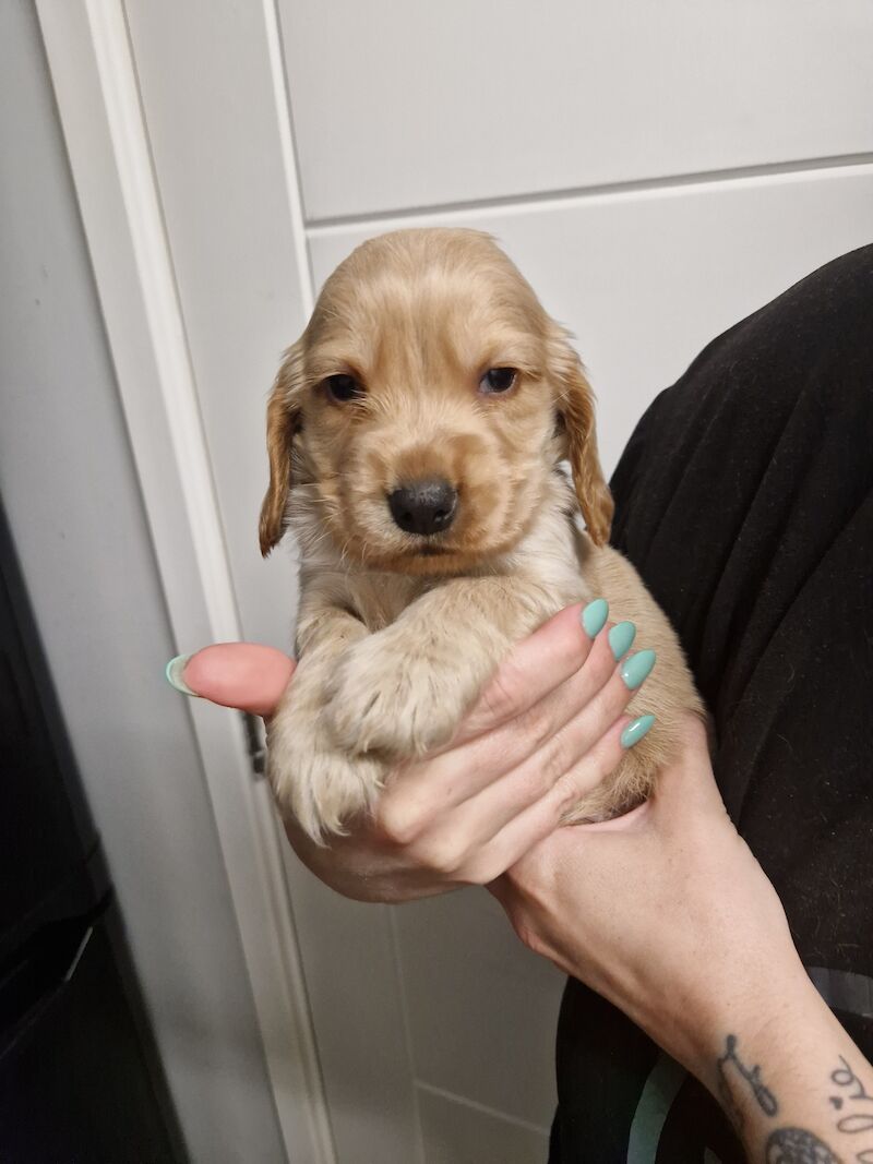 Show cocker spaniel puppies for sale in Nottinghamshire - Image 8