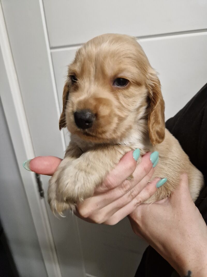 Show cocker spaniel puppies for sale in Nottinghamshire - Image 9