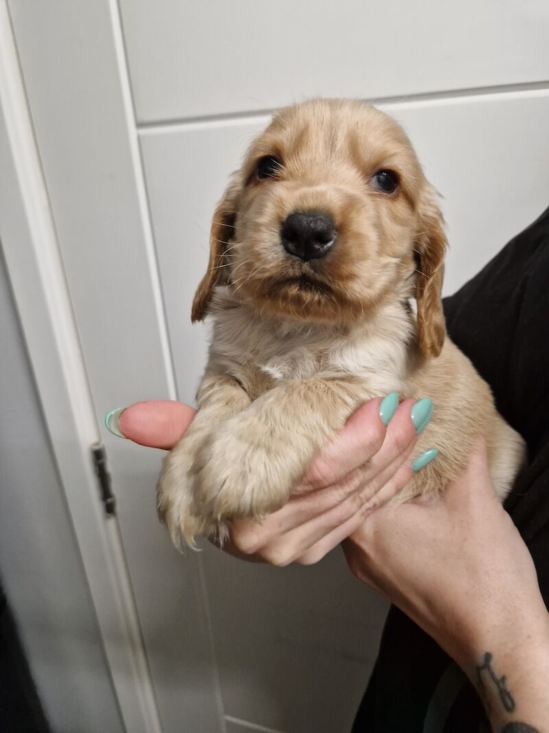 Show cocker spaniel puppies for sale in Nottinghamshire - Image 10