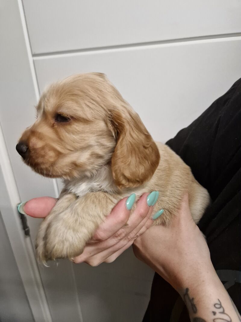 Show cocker spaniel puppies for sale in Nottinghamshire - Image 11