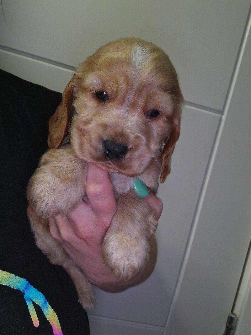 Show cocker spaniel puppies for sale in Nottinghamshire - Image 12