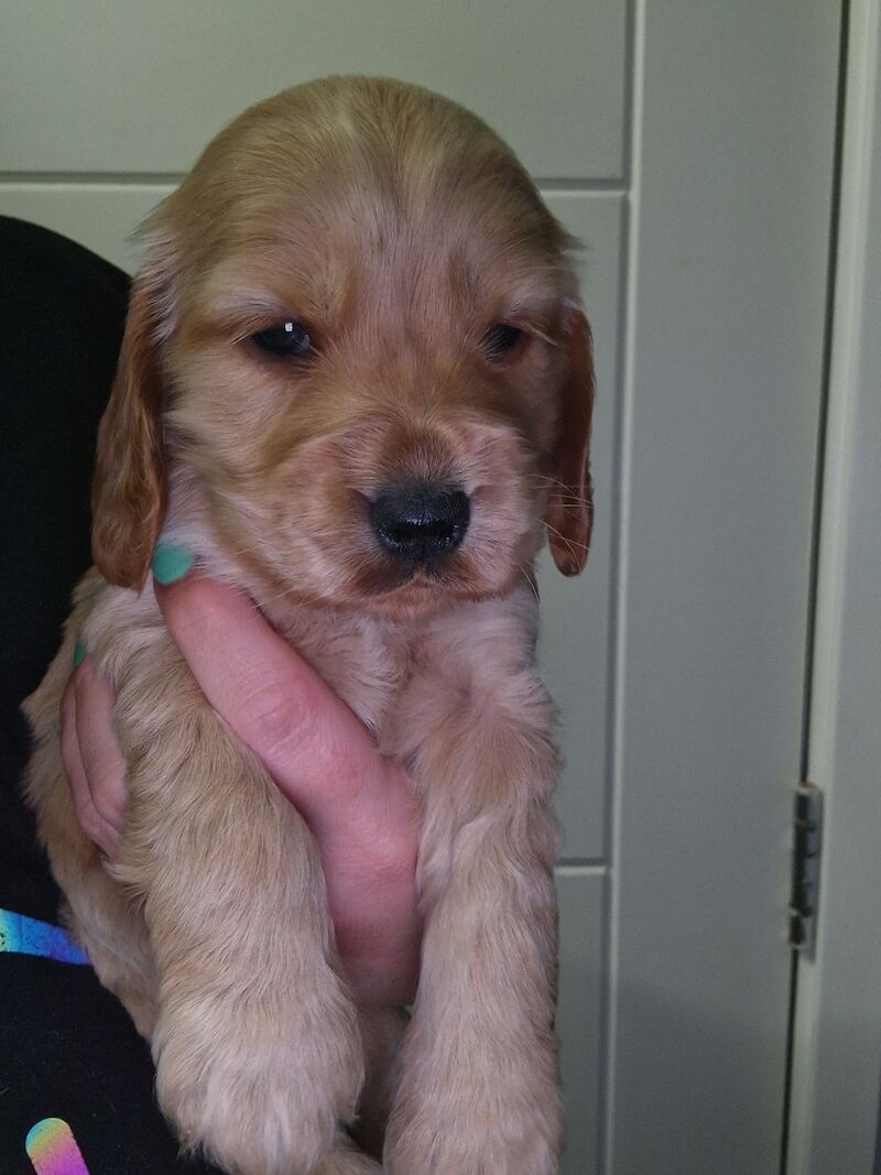 Show cocker spaniel puppies for sale in Nottinghamshire - Image 13