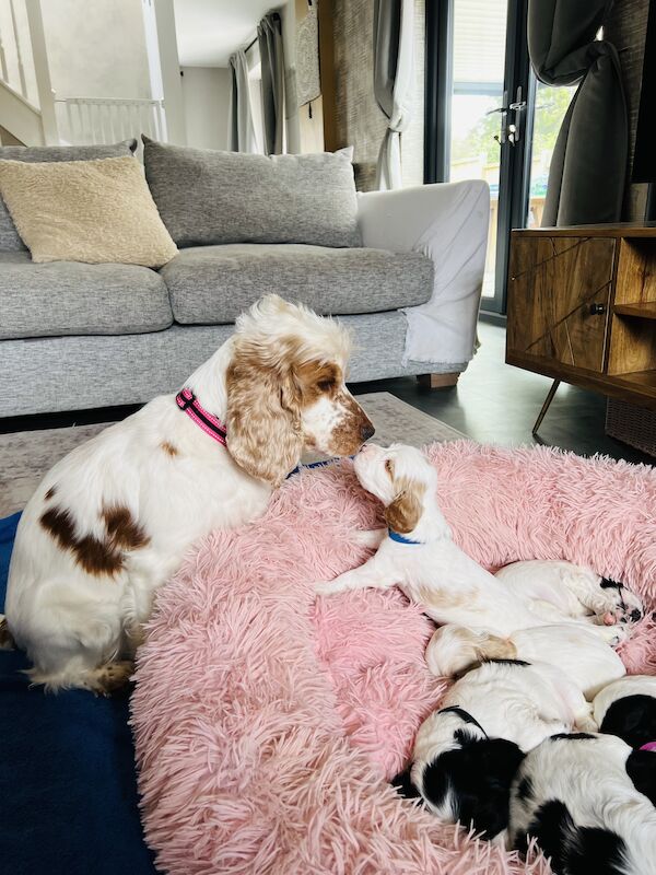 SHOW cocker spaniel puppies for sale in Guildford, Surrey - Image 1