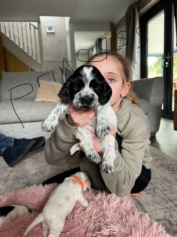 Cocker Spaniels for sale in Guildford, Surrey