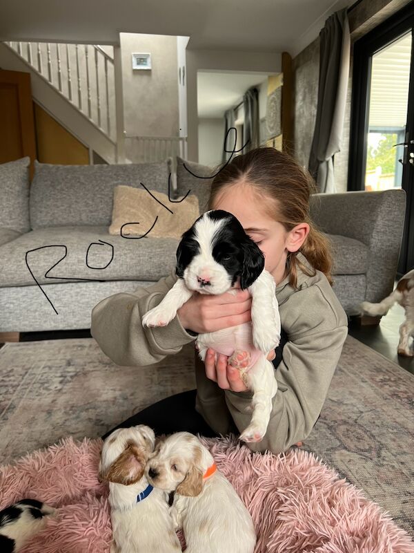 SHOW cocker spaniel puppies for sale in Guildford, Surrey - Image 3