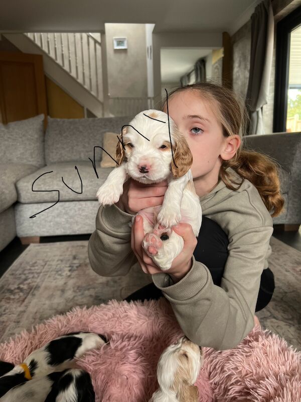 SHOW cocker spaniel puppies for sale in Guildford, Surrey - Image 4