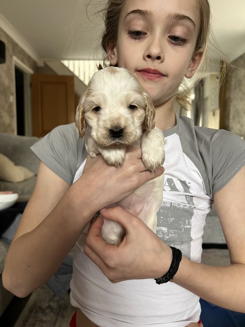 SHOW cocker spaniel puppies for sale in Guildford, Surrey - Image 6