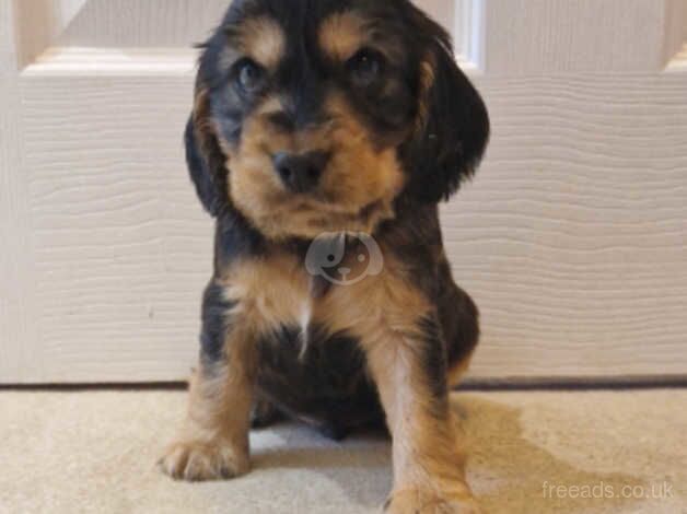 Show Cocker Spaniel Puppies Champion Blood Lines for sale in Canterbury, Kent - Image 4