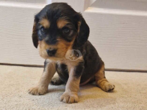 Show Cocker Spaniel Puppies Champion Blood Lines for sale in Canterbury, Kent - Image 5