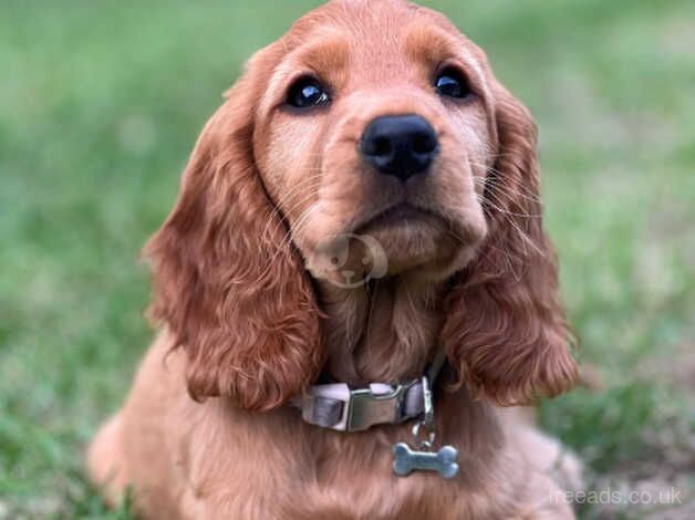 Show cocker spaniel puppies for sale in Broadstairs, Kent - Image 1