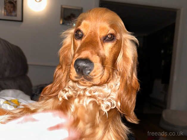 Show cocker spaniel puppies for sale in Broadstairs, Kent - Image 3