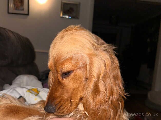 Show cocker spaniel puppies for sale in Broadstairs, Kent - Image 4