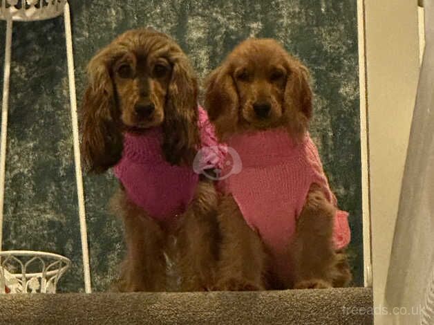 Show cocker spaniel puppies for sale in Broadstairs, Kent - Image 5