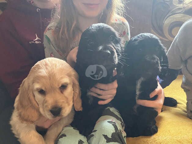 Show cocker spaniel puppies for sale in Llandovery/Llanymddyfri, Carmarthenshire - Image 1