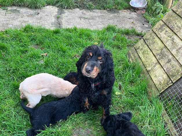 Cocker Spaniels for sale in Llandovery/Llanymddyfri, Carmarthenshire