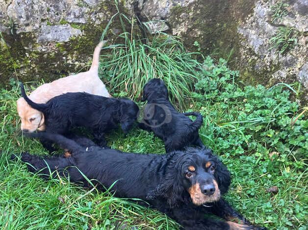 Cocker Spaniel Puppies for sale in Carmarthenshire