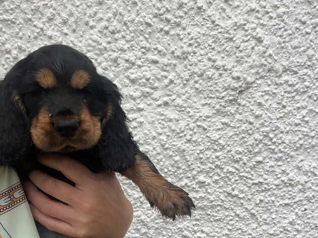 Show cocker spaniel puppies for sale in Perth, Perth and Kinross