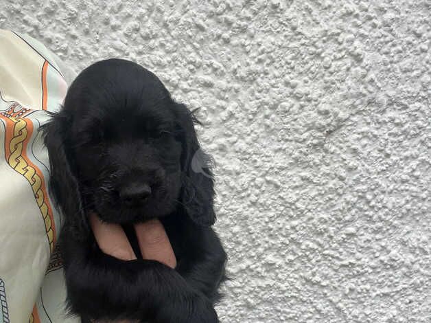 Show cocker spaniel puppies for sale in Perth, Perth and Kinross - Image 2