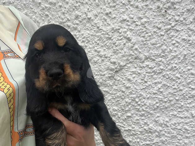 Show cocker spaniel puppies for sale in Perth, Perth and Kinross - Image 3